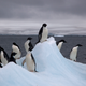 Adélie penguins on an iceberg in Antarctica. Image: Wikimedia